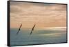 Silhouette of Two Seagulls in Flight-null-Framed Stretched Canvas