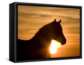 Silhouette of Wild Horse Mustang Pinto Mare at Sunrise, Mccullough Peaks, Wyoming, USA-Carol Walker-Framed Stretched Canvas