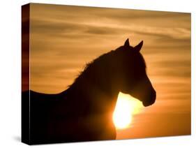 Silhouette of Wild Horse Mustang Pinto Mare at Sunrise, Mccullough Peaks, Wyoming, USA-Carol Walker-Stretched Canvas
