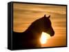 Silhouette of Wild Horse Mustang Pinto Mare at Sunrise, Mccullough Peaks, Wyoming, USA-Carol Walker-Framed Stretched Canvas