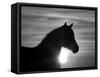 Silhouette of Wild Horse Mustang Pinto Mare at Sunrise, Mccullough Peaks, Wyoming, USA-Carol Walker-Framed Stretched Canvas