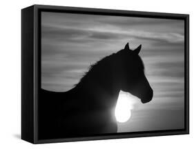 Silhouette of Wild Horse Mustang Pinto Mare at Sunrise, Mccullough Peaks, Wyoming, USA-Carol Walker-Framed Stretched Canvas