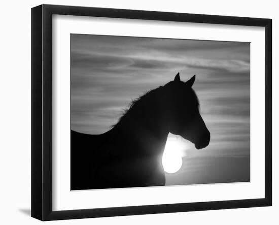 Silhouette of Wild Horse Mustang Pinto Mare at Sunrise, Mccullough Peaks, Wyoming, USA-Carol Walker-Framed Premium Photographic Print