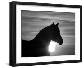 Silhouette of Wild Horse Mustang Pinto Mare at Sunrise, Mccullough Peaks, Wyoming, USA-Carol Walker-Framed Premium Photographic Print