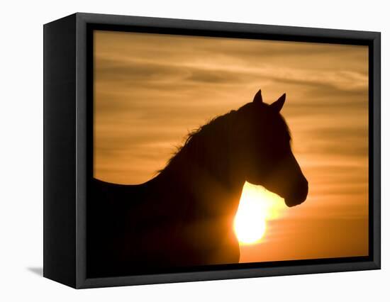 Silhouette of Wild Horse Mustang Pinto Mare at Sunrise, Mccullough Peaks, Wyoming, USA-Carol Walker-Framed Stretched Canvas