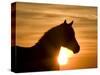 Silhouette of Wild Horse Mustang Pinto Mare at Sunrise, Mccullough Peaks, Wyoming, USA-Carol Walker-Stretched Canvas