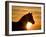 Silhouette of Wild Horse Mustang Pinto Mare at Sunrise, Mccullough Peaks, Wyoming, USA-Carol Walker-Framed Photographic Print