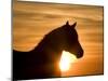 Silhouette of Wild Horse Mustang Pinto Mare at Sunrise, Mccullough Peaks, Wyoming, USA-Carol Walker-Mounted Photographic Print