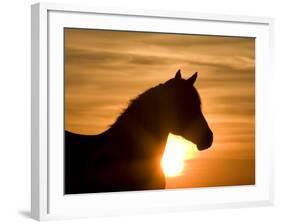 Silhouette of Wild Horse Mustang Pinto Mare at Sunrise, Mccullough Peaks, Wyoming, USA-Carol Walker-Framed Photographic Print