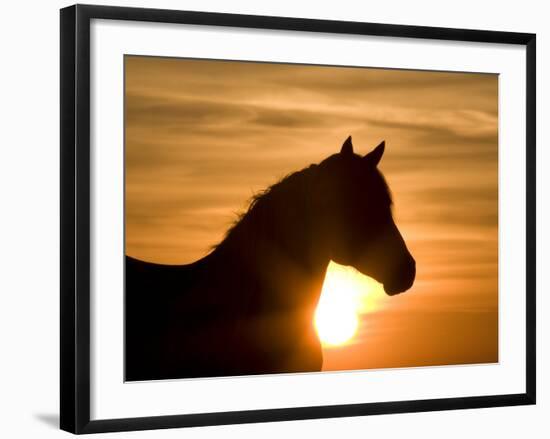 Silhouette of Wild Horse Mustang Pinto Mare at Sunrise, Mccullough Peaks, Wyoming, USA-Carol Walker-Framed Photographic Print