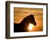 Silhouette of Wild Horse Mustang Pinto Mare at Sunrise, Mccullough Peaks, Wyoming, USA-Carol Walker-Framed Photographic Print