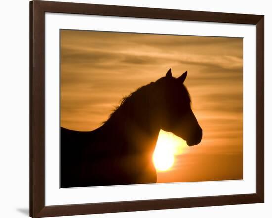 Silhouette of Wild Horse Mustang Pinto Mare at Sunrise, Mccullough Peaks, Wyoming, USA-Carol Walker-Framed Photographic Print