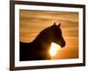 Silhouette of Wild Horse Mustang Pinto Mare at Sunrise, Mccullough Peaks, Wyoming, USA-Carol Walker-Framed Photographic Print