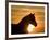 Silhouette of Wild Horse Mustang Pinto Mare at Sunrise, Mccullough Peaks, Wyoming, USA-Carol Walker-Framed Photographic Print