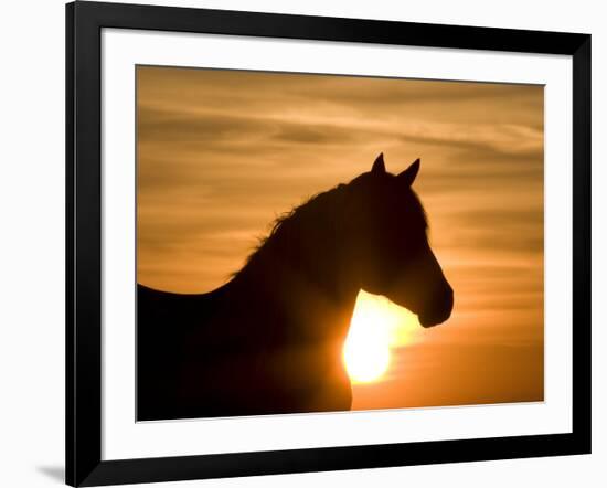 Silhouette of Wild Horse Mustang Pinto Mare at Sunrise, Mccullough Peaks, Wyoming, USA-Carol Walker-Framed Photographic Print