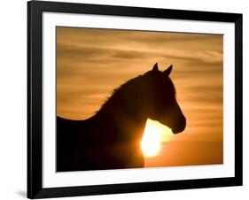 Silhouette of Wild Horse Mustang Pinto Mare at Sunrise, Mccullough Peaks, Wyoming, USA-Carol Walker-Framed Photographic Print