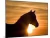 Silhouette of Wild Horse Mustang Pinto Mare at Sunrise, Mccullough Peaks, Wyoming, USA-Carol Walker-Mounted Photographic Print