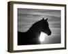 Silhouette of Wild Horse Mustang Pinto Mare at Sunrise, Mccullough Peaks, Wyoming, USA-Carol Walker-Framed Photographic Print