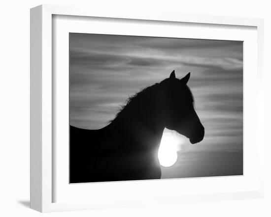 Silhouette of Wild Horse Mustang Pinto Mare at Sunrise, Mccullough Peaks, Wyoming, USA-Carol Walker-Framed Photographic Print