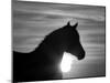 Silhouette of Wild Horse Mustang Pinto Mare at Sunrise, Mccullough Peaks, Wyoming, USA-Carol Walker-Mounted Photographic Print