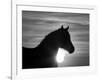 Silhouette of Wild Horse Mustang Pinto Mare at Sunrise, Mccullough Peaks, Wyoming, USA-Carol Walker-Framed Photographic Print