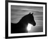 Silhouette of Wild Horse Mustang Pinto Mare at Sunrise, Mccullough Peaks, Wyoming, USA-Carol Walker-Framed Photographic Print