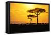 Silhouette of Wildebeest Herd-John Conrad-Framed Stretched Canvas