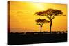 Silhouette of Wildebeest Herd-John Conrad-Stretched Canvas