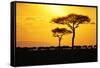 Silhouette of Wildebeest Herd-John Conrad-Framed Stretched Canvas