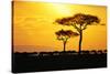 Silhouette of Wildebeest Herd-John Conrad-Stretched Canvas