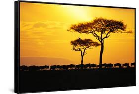 Silhouette of Wildebeest Herd-John Conrad-Framed Stretched Canvas