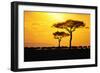 Silhouette of Wildebeest Herd-John Conrad-Framed Photographic Print