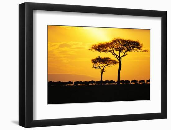 Silhouette of Wildebeest Herd-John Conrad-Framed Photographic Print