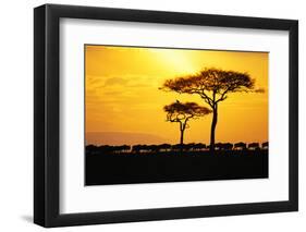 Silhouette of Wildebeest Herd-John Conrad-Framed Photographic Print