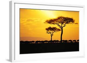 Silhouette of Wildebeest Herd-John Conrad-Framed Photographic Print