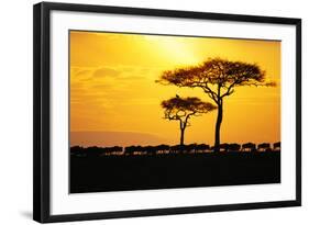 Silhouette of Wildebeest Herd-John Conrad-Framed Photographic Print