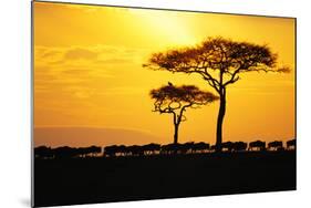 Silhouette of Wildebeest Herd-John Conrad-Mounted Photographic Print