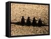 Silhouette of Women's Fours Rowing Team, Atlanta, Georgia, USA-null-Framed Stretched Canvas