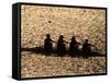 Silhouette of Women's Fours Rowing Team, Atlanta, Georgia, USA-null-Framed Stretched Canvas