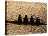 Silhouette of Women's Fours Rowing Team, Atlanta, Georgia, USA-null-Stretched Canvas