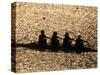 Silhouette of Women's Fours Rowing Team, Atlanta, Georgia, USA-null-Stretched Canvas