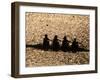 Silhouette of Women's Fours Rowing Team, Atlanta, Georgia, USA-null-Framed Photographic Print