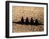 Silhouette of Women's Fours Rowing Team, Atlanta, Georgia, USA-null-Framed Photographic Print