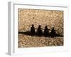 Silhouette of Women's Fours Rowing Team, Atlanta, Georgia, USA-null-Framed Photographic Print