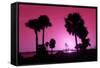 Silhouette Palm Trees at Sunset-Philippe Hugonnard-Framed Stretched Canvas