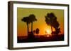 Silhouette Palm Trees at Sunset-Philippe Hugonnard-Framed Photographic Print