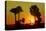 Silhouette Palm Trees at Sunset-Philippe Hugonnard-Stretched Canvas