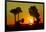 Silhouette Palm Trees at Sunset-Philippe Hugonnard-Framed Photographic Print