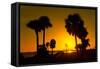 Silhouette Palm Trees at Sunset-Philippe Hugonnard-Framed Stretched Canvas