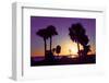 Silhouette Palm Trees at Sunset-Philippe Hugonnard-Framed Photographic Print